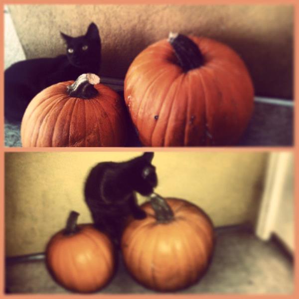 /Images/uploads/Humane Society of Utah/HSUCalendar/entries/1204thumb.jpg